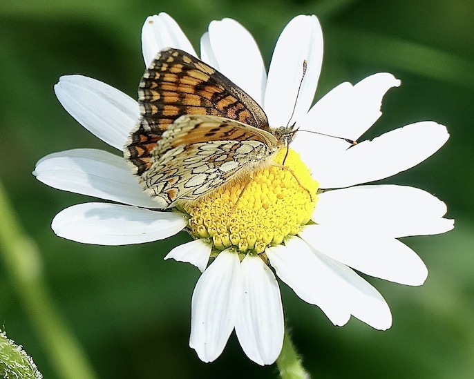 Provençal fritillary